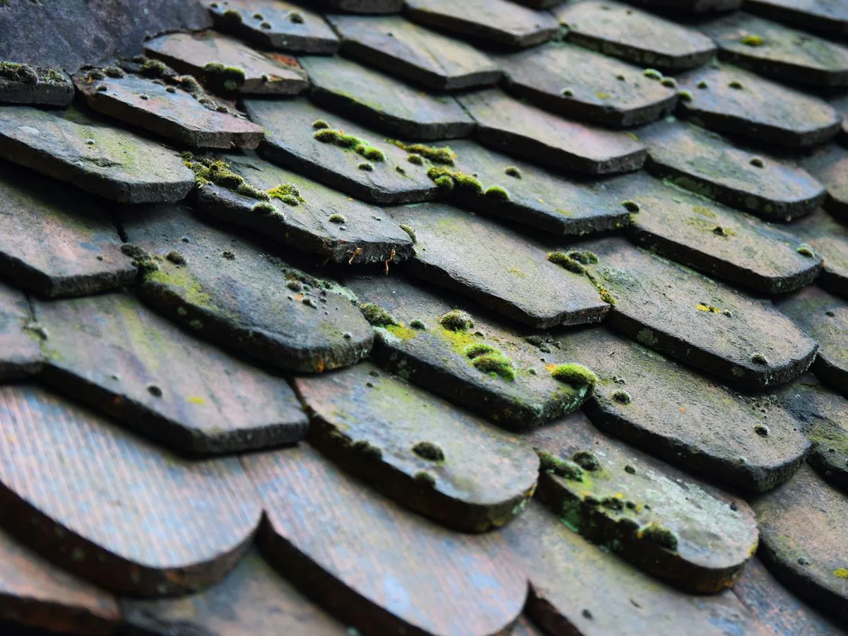 Tuiles plates anciennes recouvertes de mousse verte